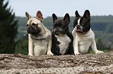 BOULEDOGUE FRANCAIS 707